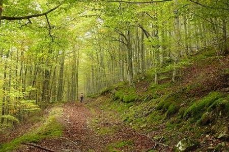 Bosque de Soignes: naturaleza y turismo