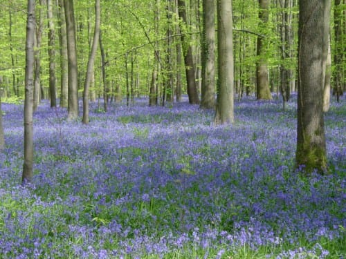 El Bosque de Hal, un tesoro azul en Bélgica