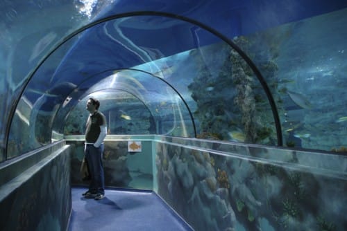 Aquatopia, el acuario de Amberes Aquatopia, el acuario de Amberes