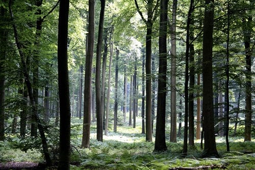 Un paseo por el Bosque de Soignes