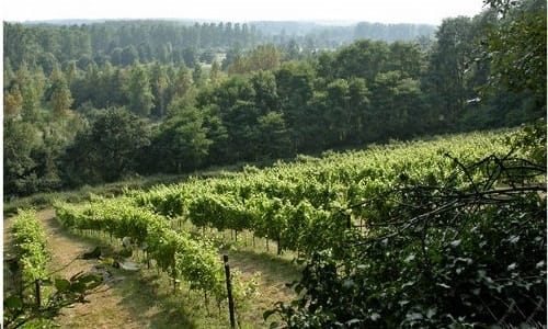 Flandes, tierra de vinos