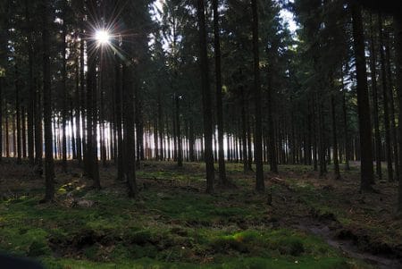 Los bosques de Hertogenwald