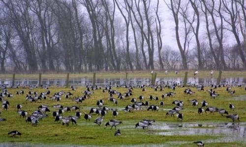 La reserva natural Het Zwin La reserva natural Het Zwin
