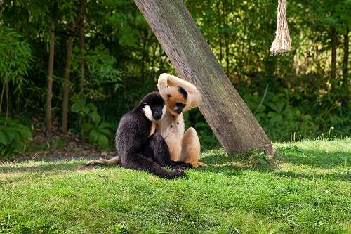 El Zoológico Planckendael en Malinas El Zoológico Planckendael en Malinas
